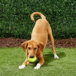 Frisco Fetch Squeaky Tennis Ball Dog Toy 12 Frisco Fetch Squeaky Tennis Ball Dog Toy -Cat Dog Supply Store 152803 PT6. AC SS1800 V1691776652