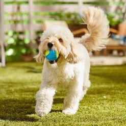 Frisco Fetch Squeaky Tennis Ball With Rubber Sleeve Dog Toy 12 Frisco Fetch Squeaky Tennis Ball With Rubber Sleeve Dog Toy -Cat Dog Supply Store 152844 PT6. AC SS1800 V1691776576