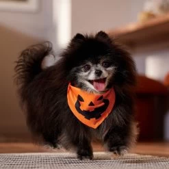 Frisco Jack O' Lantern Pumpkin Dog & Cat Bandana -Cat Dog Supply Store 158934 PT4. AC SS1800 V1564430535