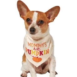 Frisco Mommy's Lil Pumpkin Dog & Cat Bandana -Cat Dog Supply Store 158936 PT2. AC SS1800 V1689629423