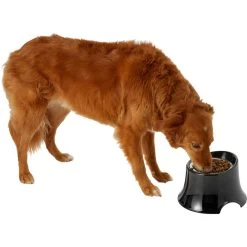 Frisco Stainless Steel Bowl With Elevated Stand -Cat Dog Supply Store 216020 PT6. AC SS1800 V1605653241