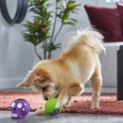 Frisco Halloween Sugar Skulls Latex Squeaky Dog Toy 6 Frisco Halloween Sugar Skulls Latex Squeaky Dog Toy -Cat Dog Supply Store 270518 PT3. AC SS1800 V1689878507