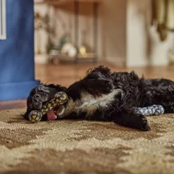 Frisco Halloween Candy Corn & Ghosts TPR Bone Squeaky Dog Toy, 2 Count -Cat Dog Supply Store 270529 PT3. AC SS1800 V1689876508