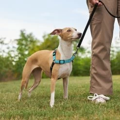 Frisco Padded Reflective No Pull Harness -Cat Dog Supply Store 277892 PT4. AC SS1800 V1629816716