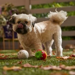 Frisco Halloween Chocolate Covered Strawberries Latex Squeaky Dog Toy -Cat Dog Supply Store 344043 PT3. AC SS1800 V1657657031