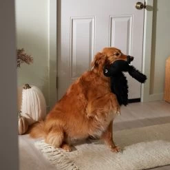 Frisco Halloween Crow Plush Squeaky Dog Toy -Cat Dog Supply Store 344156 PT3. AC SS1800 V1657657048