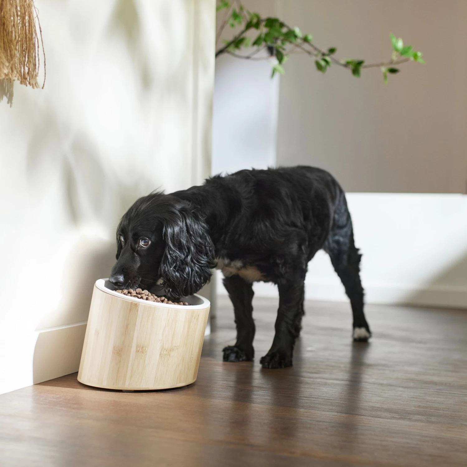 Frisco Elevated Slanted Bamboo Melamine Non-Skid Dog Bowl With Bamboo Stand 3 Frisco Elevated Slanted Bamboo Melamine Non-Skid Dog Bowl With Bamboo Stand - Image 3