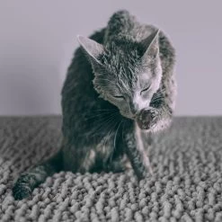 CatGuru Litter Mat, Gray -Cat Dog Supply Store 641030 PT4. AC SS1800 V1663797989