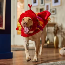 Frisco Flying Phoenix Dog & Cat Costume -Cat Dog Supply Store 708150 PT7. AC SS1800 V1689343869
