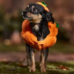 Frisco Pumpkin Ball Dog & Cat Costume -Cat Dog Supply Store 708902 PT7. AC SS1800 V1689282553