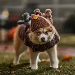 Frisco Squirrels & Nuts Ride-On Dog & Cat Costume -Cat Dog Supply Store 709422 PT7. AC SS1800 V1689270909